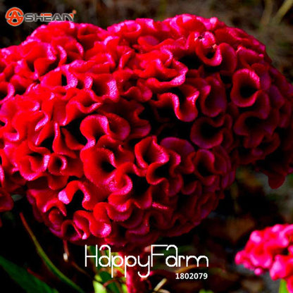 8-Color Celosia Cristata Seeds - Vibrant Cockscomb Bonsai Flowers, for Potted Plants | Fast US Shipping