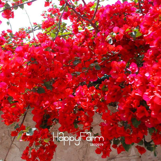Red Bougainvillea Spectabilis Seeds - Perennial Bonsai Garden Flowers for Planting | Fast-Growing & Vibrant Blooms