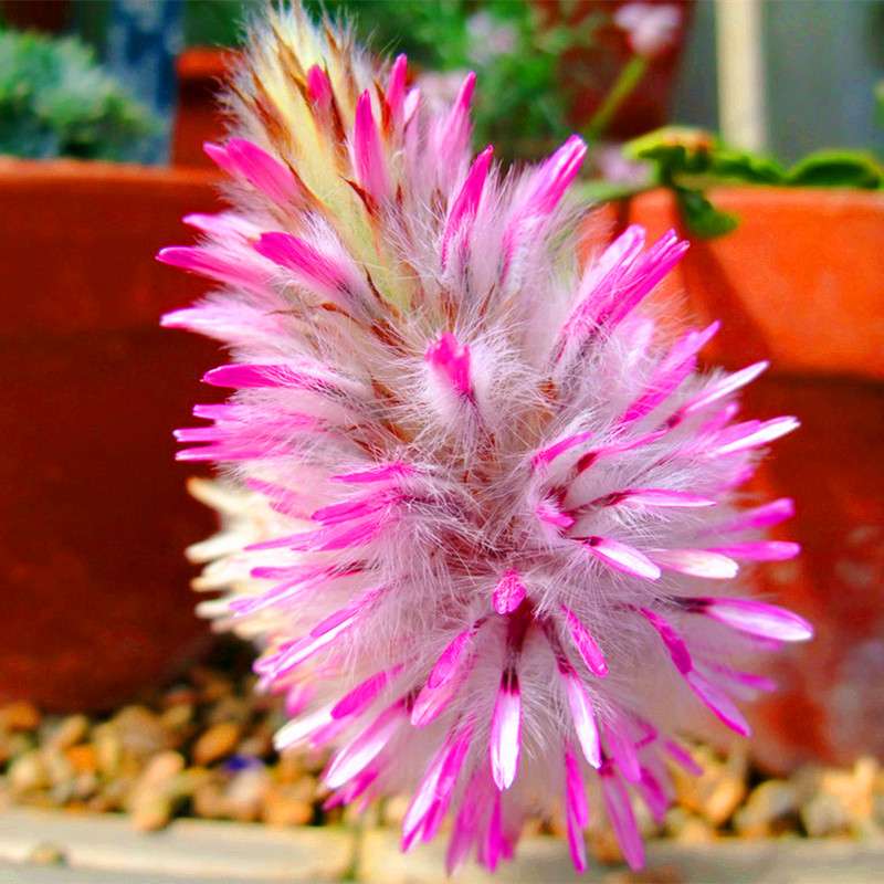 Buy Rare Ptilotus Exaltatus (Joey) Seeds - Australian Foxtail Flower for Your Garden