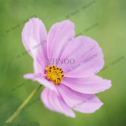 Cosmos Flower Seeds - Mixed Bonsai Seeds for DIY Home & Garden Planting - Easy Grow