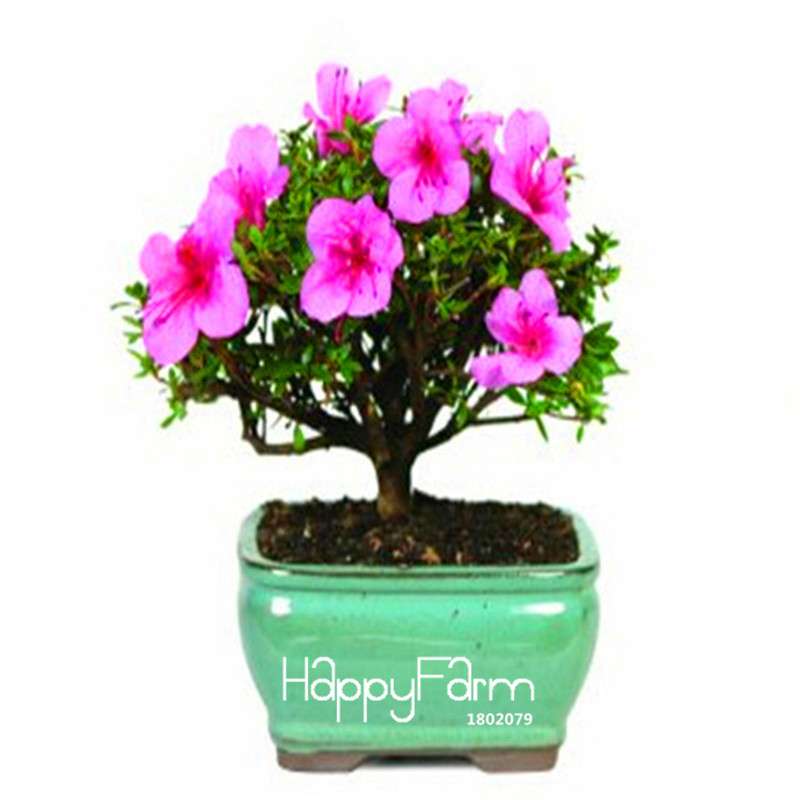 Cherry Blossom Seeds - Easy to Grow Sakura Bonsai Tree for Home Garden, Perennial Flower Like Azalea
