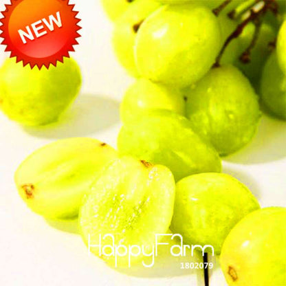 Green Grape Seeds - Super Sweet Natural Fruit Seeds for Home Gardening & Planting