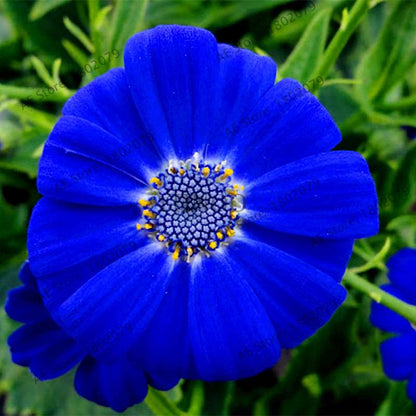 Cineraria Flower Seeds - 23 Colorful Bonsai Varieties for Home & Garden DIY Planting