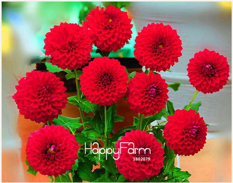 Dahlia Seeds - Rare Bonsai Flower Perennial Plants for Home Gardens | Fast-Growing & Colorful Blooms