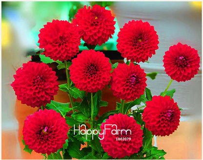 Dahlia Seeds - Rare Bonsai Flower Perennial Plants for Home Gardens | Fast-Growing & Colorful Blooms