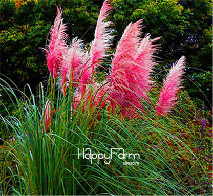 Pampas Grass Seeds - Beautiful Cortaderia for Home Garden Planting | Fast-Growing Flower Seeds