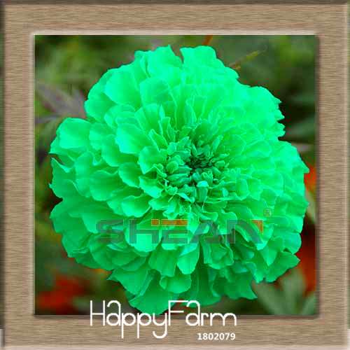 11 Varieties Maidenhair Herb & Marigold Flower Seeds - for Potted Garden