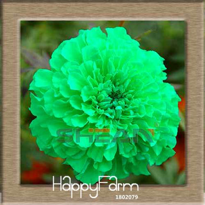 11 Varieties Maidenhair Herb & Marigold Flower Seeds - for Potted Garden