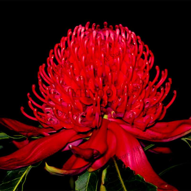 Rare Waratah (Telopea speciosissima) Seeds - Perennial Bonsai Flower for Home & Garden - New South Wales Native