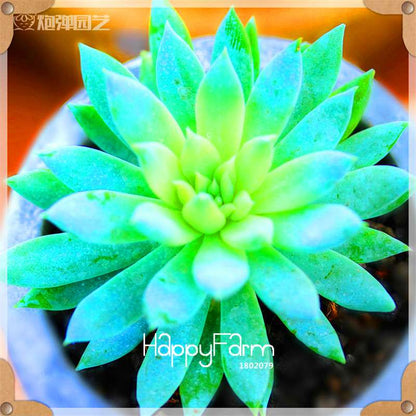 99 Rare Succulents & Lithops Seeds - Exotic Bonsai Plants, - Unique Office & Home Garden