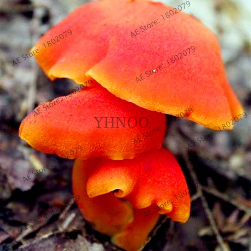 Edible Mushroom Seeds for Planting - Organic Healthy Succulent Vegetable Seeds for Happy Farm & Home Garden