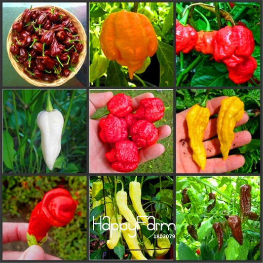 16 Hot Chili Pepper Varieties, Non-GMO Vegetable Seeds for Home Garden & Happy Farm