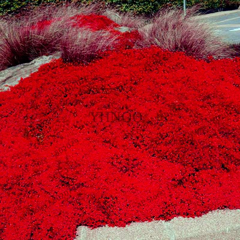 Rare Rock Cress & Creeping Thyme Seeds - Perennial Ground Cover Flowers for Home Garden | Fast-Growing Climbing Plants