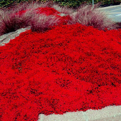 Rare Rock Cress & Creeping Thyme Seeds - Perennial Ground Cover Flowers for Home Garden | Fast-Growing Climbing Plants