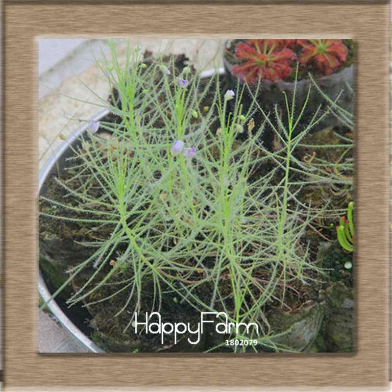 Sundew Seeds - Carnivorous Plant for Bonsai & Garden | Easy-Grow Potted Houseplant