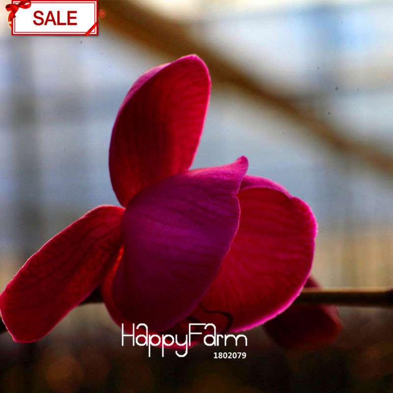 Crimson Phlaenopsis Orchid Seeds - Perennial Flowering Plant for Pots, Stunning Home & Garden Decor