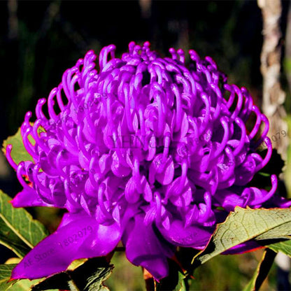 Rare Waratah (Telopea speciosissima) Seeds - Perennial Bonsai Flower for Home & Garden - New South Wales Native
