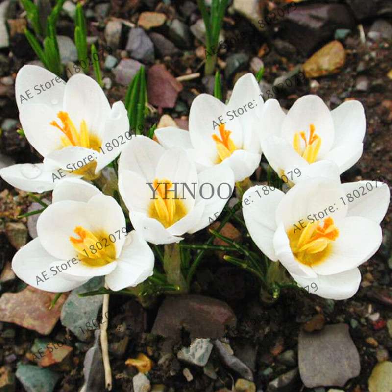 Premium Saffron Seeds - Grow Saffron Crocus Flowers for Home, Garden & Bonsai | Fast Shipping