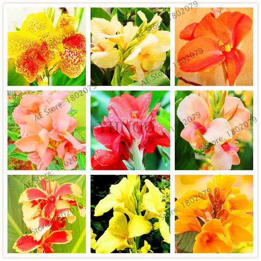 Mixed Color Canna Seeds for DIY Potted Plants | 95% Germination Rate | Indoor/Outdoor Gardening