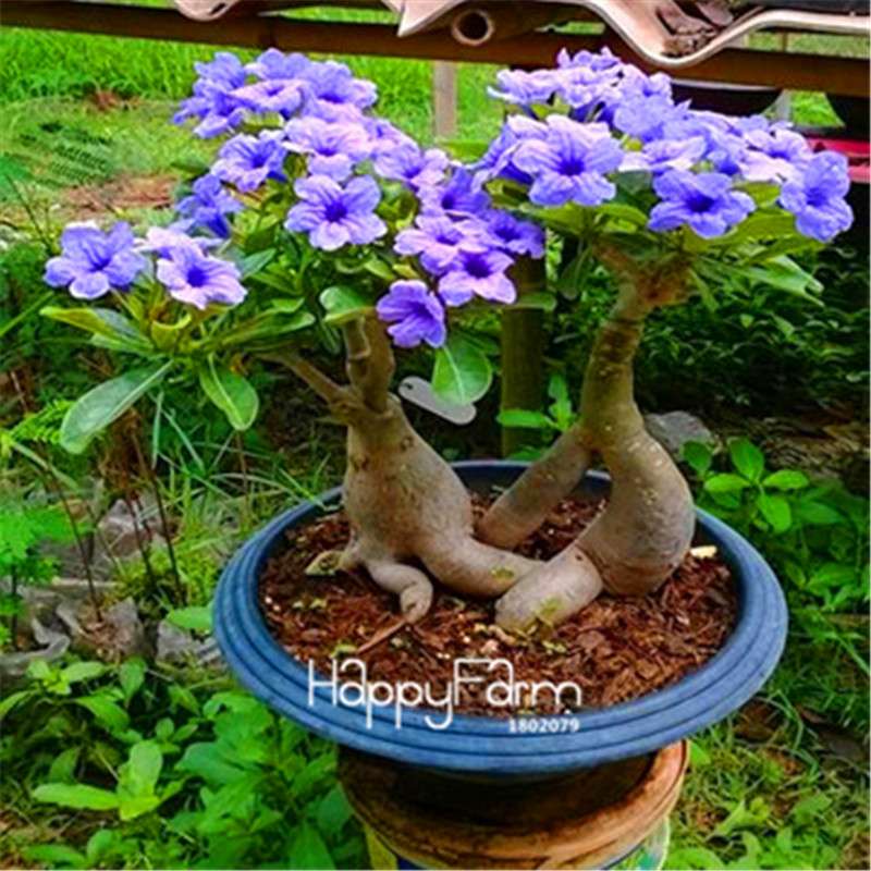 Desert Rose Seeds - Stunning Bonsai Flower for Garden, Balcony & Pots