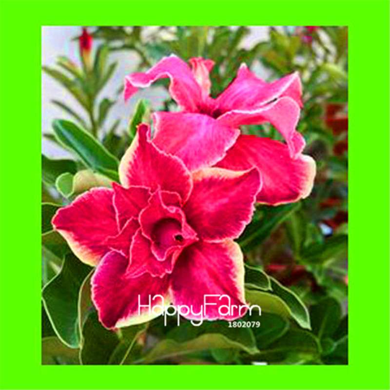 Desert Rose Seeds - Stunning Bonsai Flower for Garden, Balcony & Pots