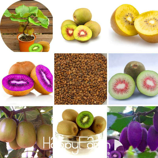 Mini Kiwi Seeds - Grow Delicious Fruit Trees & Beautiful Bonsai Plants - Actinidia Potted Plant Seeds