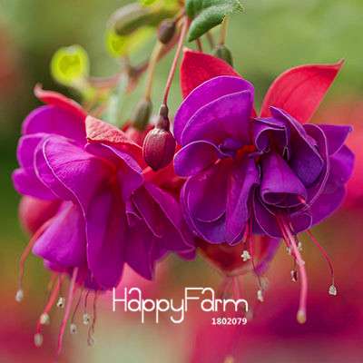 White Fuchsia Flower Seeds - Vibrant Hanging Potted Plants for Home & Garden | Fast-Growing