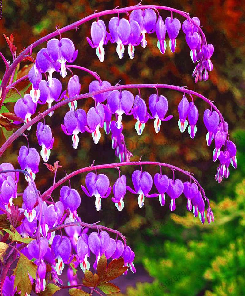 Bleeding Heart Seeds (Dicentra Spectabilis) - Orchid Seeds for Pots & Cottage Gardens