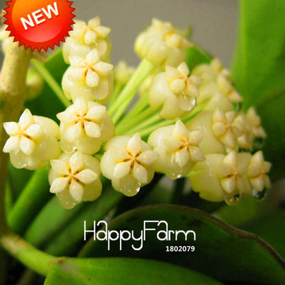 Buy Hoya Carnosa Seeds - Potted Flower Seeds for Home Garden Planting, Perennial Orchid-Like Blooms