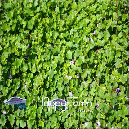 Ivy Seeds (Cymbalaria Muralis) - Easy Grow Bonsai & Home Garden Flower Seeds for DIY Planting