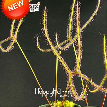 Carnivorous Bonsai Flytrap & Sundew Seeds - Natural Radiation Protection, Potted Garden Plants (USA)