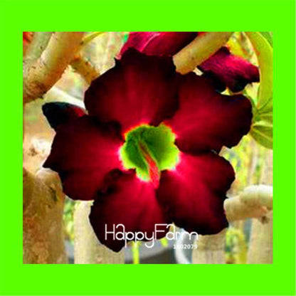 Desert Rose Seeds - Stunning Bonsai Flower for Garden, Balcony & Pots