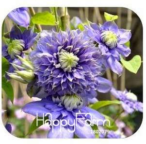 Buy Vine Clematis Seeds - Potted Garden Flowers for Home & Outdoor Planting | Fast Shipping