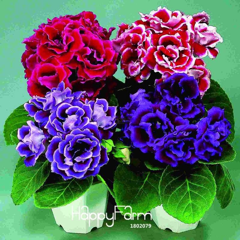 Vibrant 9-Color Gloxinia Seeds - Perennial Sinningia Speciosa, Bonsai & Balcony Flowers - USA-Grown