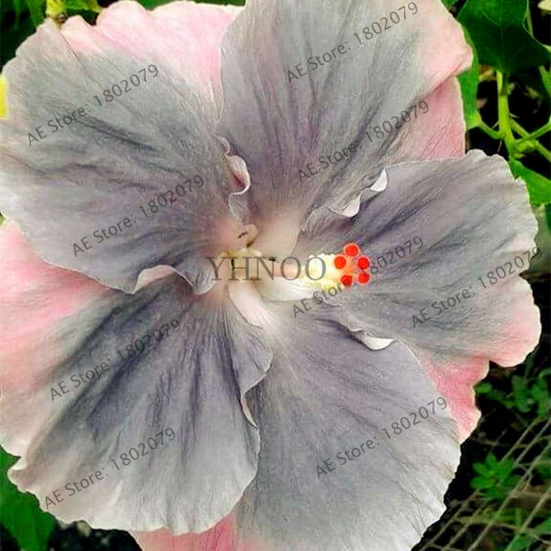 24-Color Giant Dinnerplate Hibiscus Seeds - Perennial Flower for Home, Bonsai & Garden Planting
