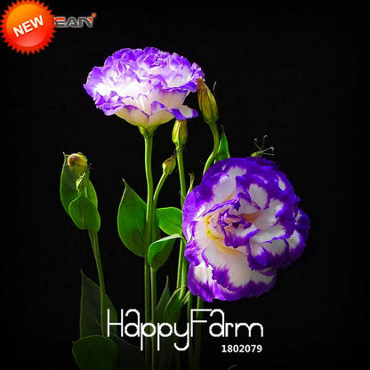 7 Color Lisianthus Seeds - Perennial Flowering Plants for Pots, Gardens | Eustoma Seeds
