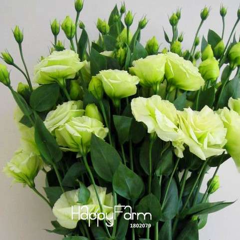 Premium White Eustoma Seeds - Perennial Lisianthus Flowers for Balcony & Pots | USA Garden