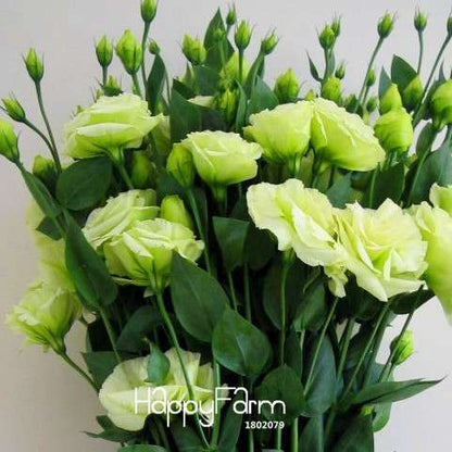 Premium White Eustoma Seeds - Perennial Lisianthus Flowers for Balcony & Pots | USA Garden