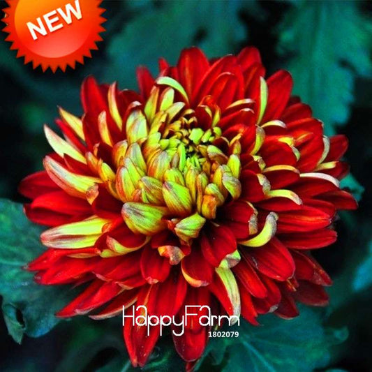 Rare Bicolor Red & Yellow Chrysanthemum Seeds - Vibrant DIY Garden Flowers for Pots, Gifts