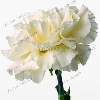 Rare Carnation Seeds - Dianthus Caryophyllus, Potted Bonsai Flower Seeds for Mother's Day, Home Garden Planting