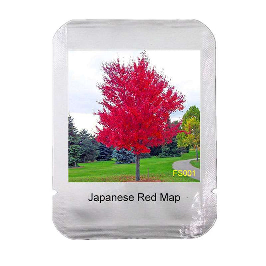 Japanese Red Maple Tree Seeds - Vibrant & Beautiful, Professional Pack, Unique Gift Idea