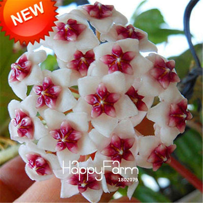Buy Hoya Carnosa Seeds - Potted Flower Seeds for Home Garden Planting, Perennial Orchid-Like Blooms