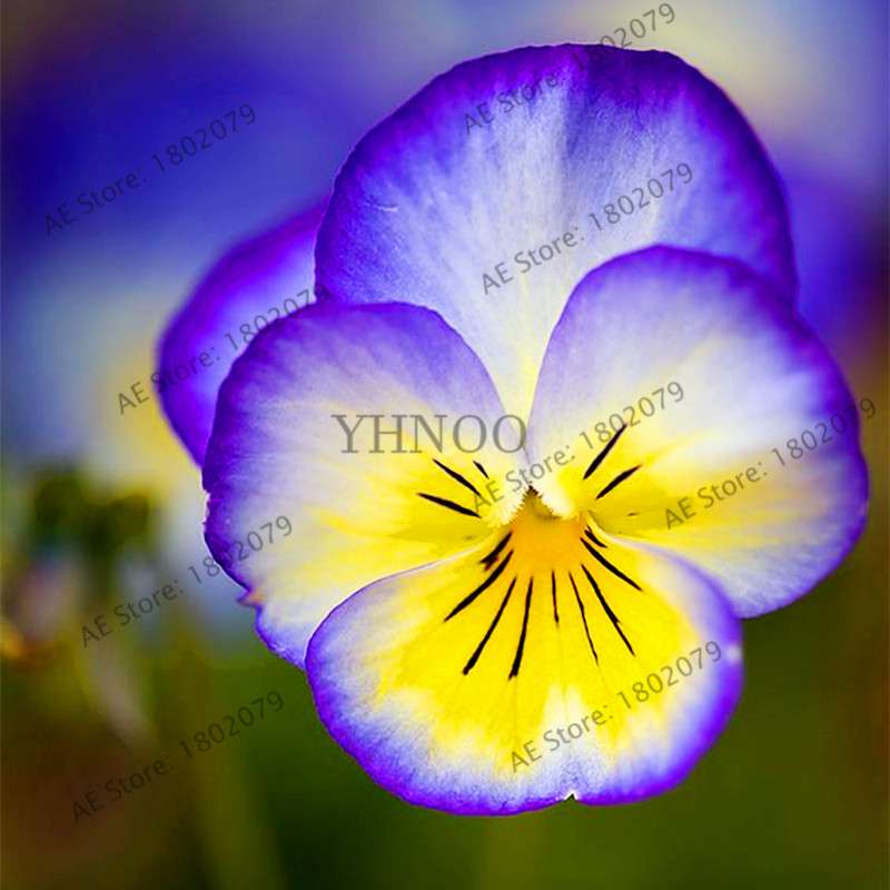 24 Colors Wavy Pansy Seeds - Viola Tricolor for Indoor Bonsai & Home Garden Planting