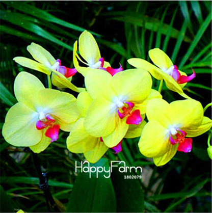 Phalaenopsis Orchid Seeds - Premium Bonsai Flower Seeds for Home & Indoor Garden Planting
