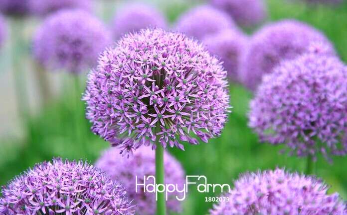 Purple Onion Seeds for Planting - Grow in Garden, Pots & Courtyard - Fresh Home Gardening Supplies
