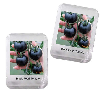 Black Pearl Tomato Seeds - Non-GMO, Heirloom, Balcony & Bonsai Potted Plant for Home Gardening - USA Shipping