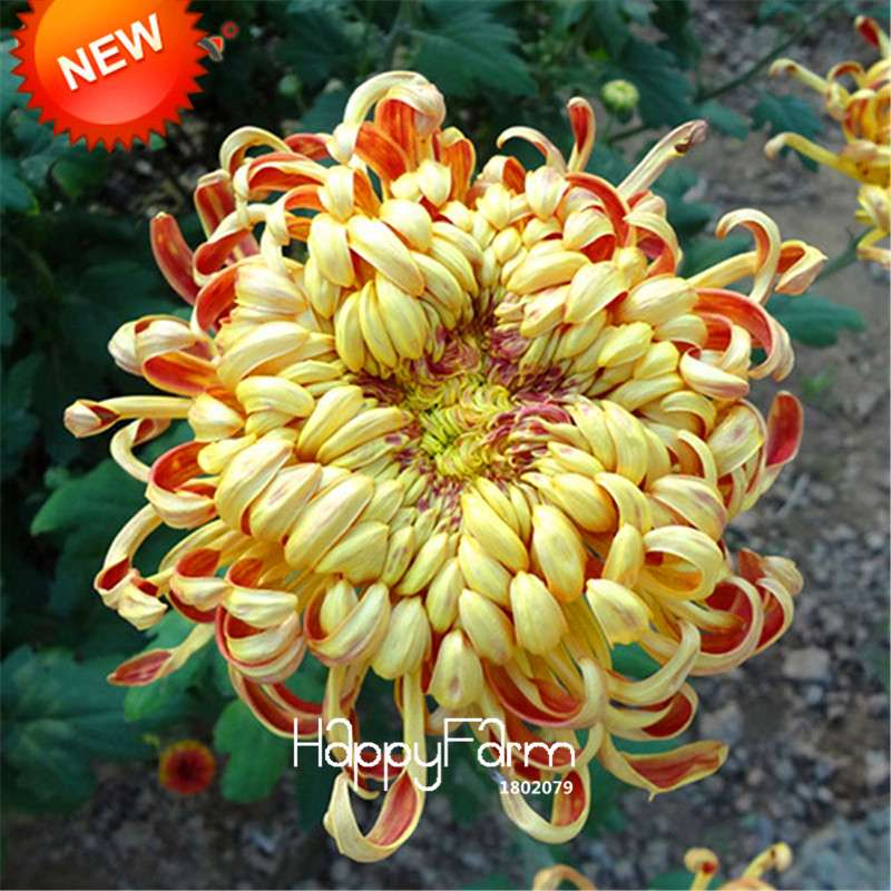 Orange Chrysanthemum Fireworks Flower Seeds - Bonsai Balcony Garden, Fast Shipping USA