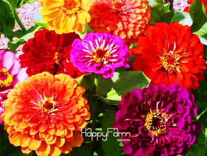 Premium Zinnia Seeds Mix - 24 Varieties, - Rare Colorful Flowers for Indoor & Outdoor Gardens
