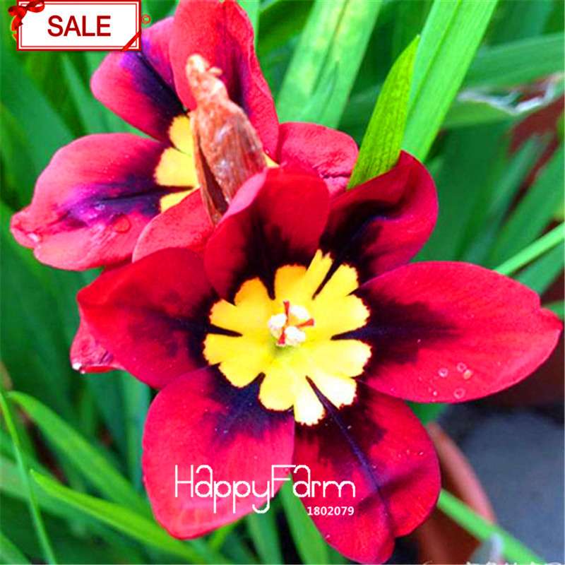 Red Sparaxis Tricolor Rose Flower Seeds - for Balcony Potted Flowers | USA Garden