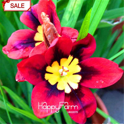 Red Sparaxis Tricolor Rose Flower Seeds - for Balcony Potted Flowers | USA Garden